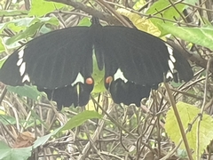 Papilio aegeus