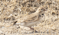 Calandrella brachydactyla