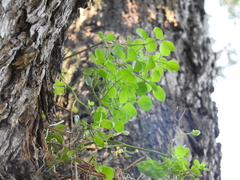 Salpichroa origanifolia