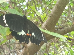 Papilio aegeus