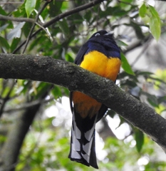 Trogon viridis