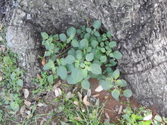 Salpichroa origanifolia