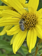 Melissodes druriellus