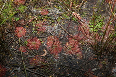 Drosera spatulata