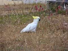 Cacatua galerita