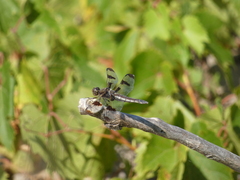 Libellula pulchella