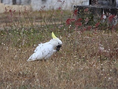 Cacatua galerita