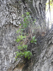 Salpichroa origanifolia