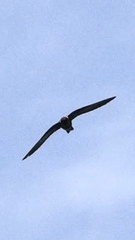 Streptoprocne zonaris