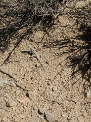 Callisaurus draconoides