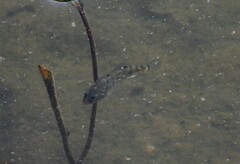 Cyprinodon variegatus