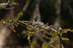 Leptospermum liversidgei