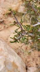 Cercocarpus intricatus