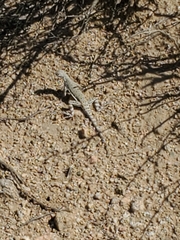 Callisaurus draconoides