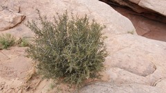 Cercocarpus intricatus