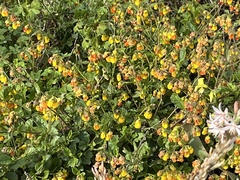 Hermannia multiflora