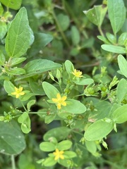 Hypericum mutilum