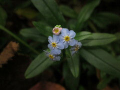 Myosotis scorpioides