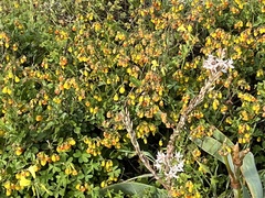 Hermannia multiflora