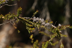 Leptospermum liversidgei