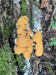 Fuligo septica