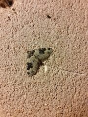 Xanthorhoe fluctuata