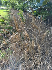 Elymus virginicus