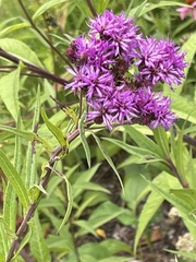 Vernonia fasciculata