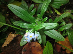 Myosotis scorpioides