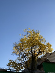 Handroanthus umbellatus