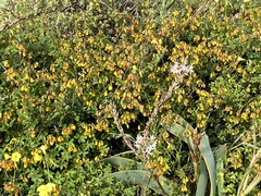 Hermannia multiflora