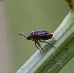 Cosmopepla lintneriana