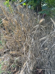 Elymus virginicus