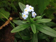 Myosotis scorpioides