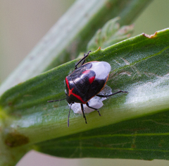 Cosmopepla lintneriana