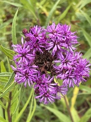 Vernonia fasciculata