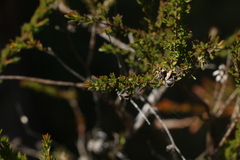 Leptospermum liversidgei