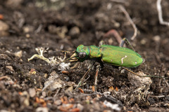 Cicindela longilabris