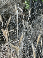 Elymus virginicus
