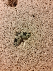 Xanthorhoe fluctuata