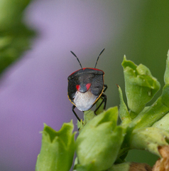 Cosmopepla lintneriana