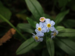 Myosotis scorpioides