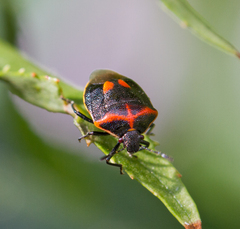 Cosmopepla lintneriana