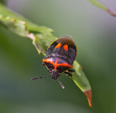 Cosmopepla lintneriana