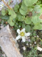 Parnassia fimbriata