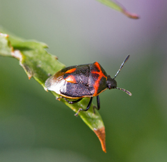 Cosmopepla lintneriana