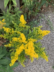 Solidago