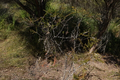 Leptospermum liversidgei