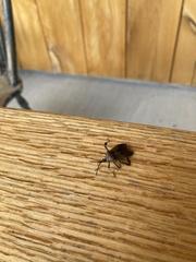 Acanthocephala terminalis