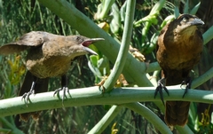 Quiscalus mexicanus